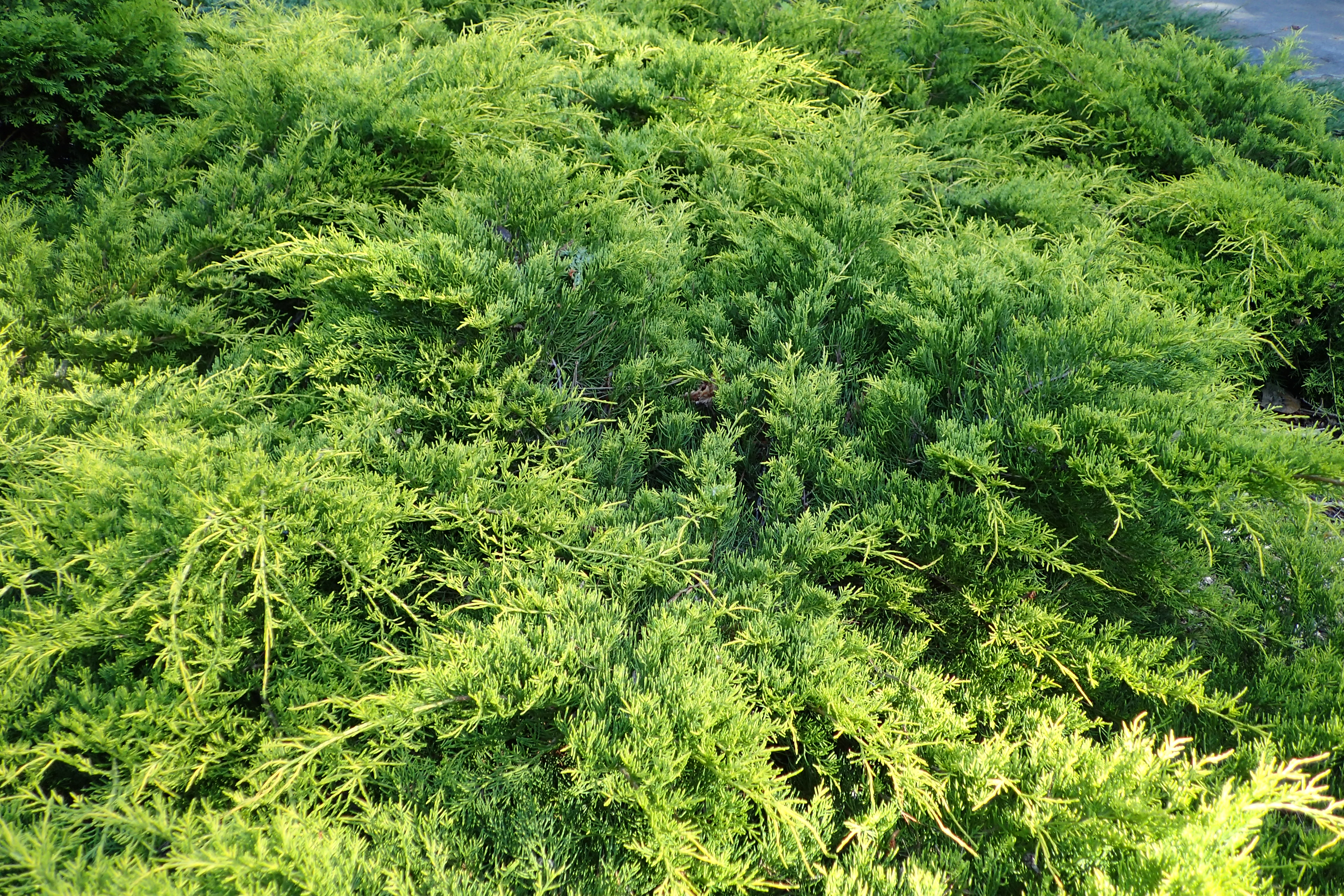 Juniperus pfitzeriana 'Gold Coast'